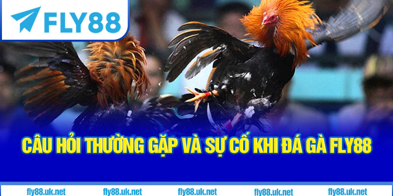 Câu hỏi thường gặp và sự cố khi đá gà Fly88